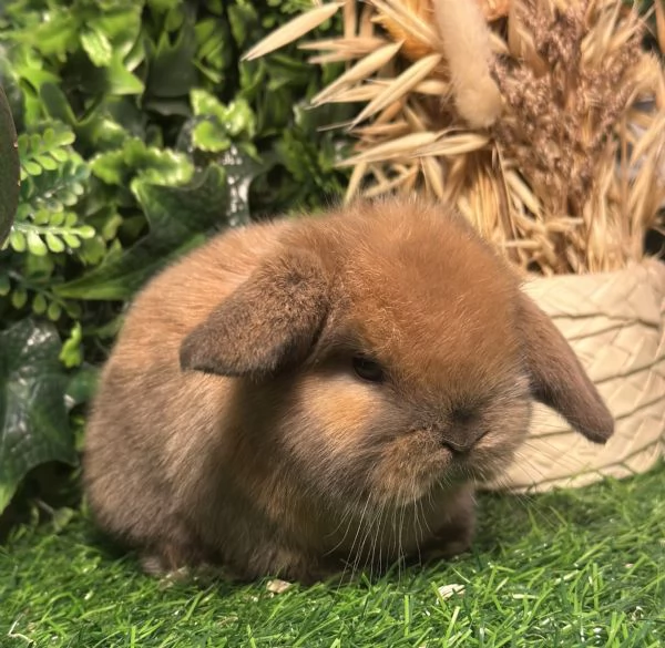 Cuccioli Ariete nano