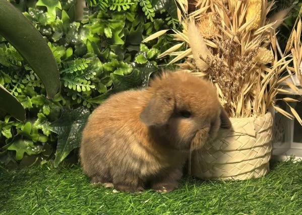 Cuccioli Ariete nano | Foto 3