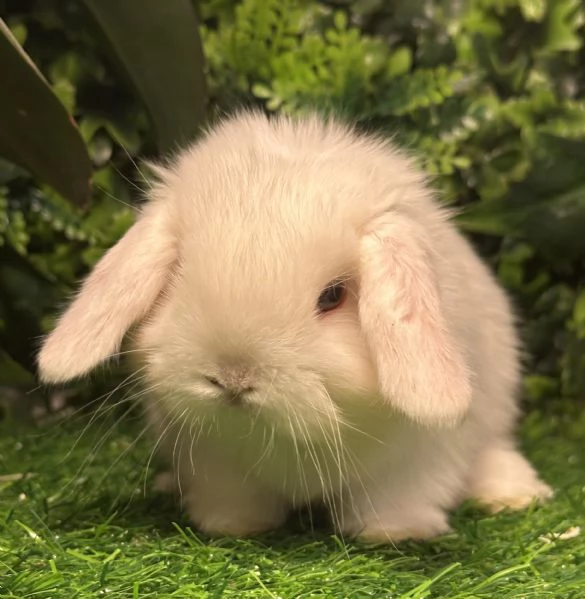 Cuccioli Ariete nano | Foto 2