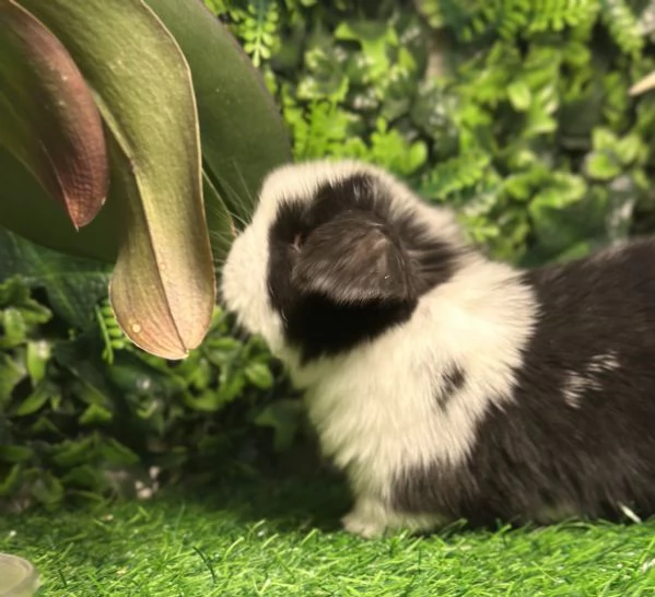 Cuccioli Ariete nano | Foto 1