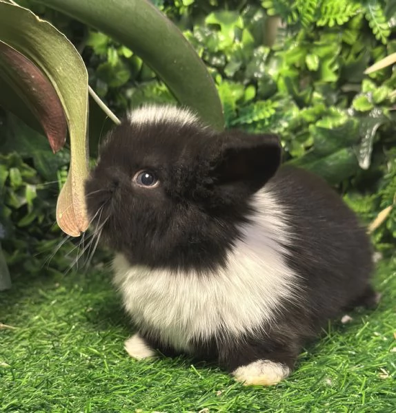 Cuccioli Ariete nano | Foto 0