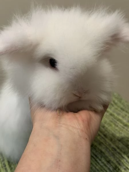 Teste di Leone di due mesi