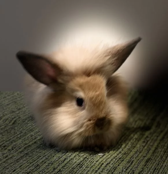 Teste di Leone di due mesi | Foto 1