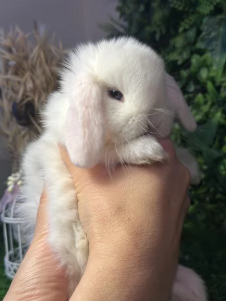 Minilop bianco occhi azzurri