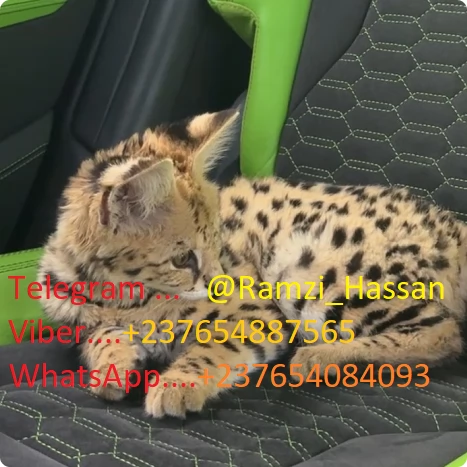 Disponibili adorabili gattini F2 Savannah
