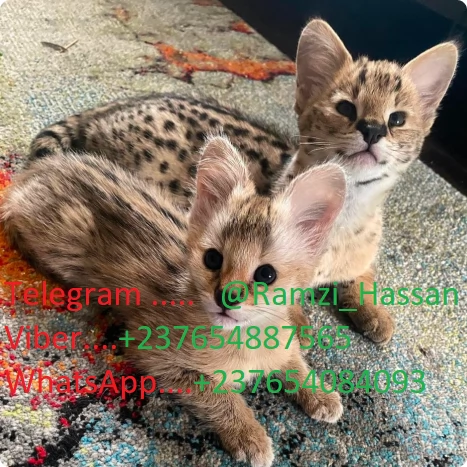 Disponibili adorabili gattini F2 Savannah