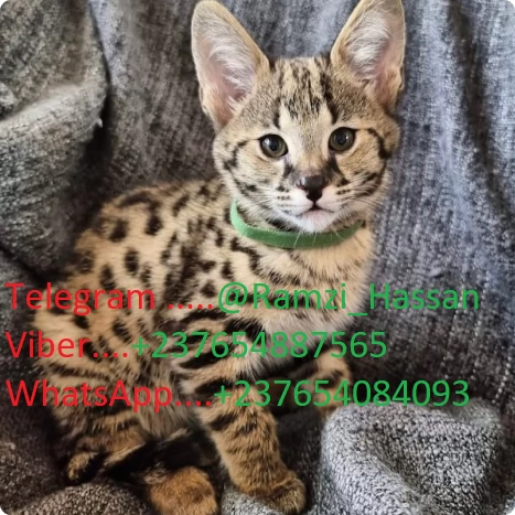 Disponibili adorabili gattini F2 Savannah