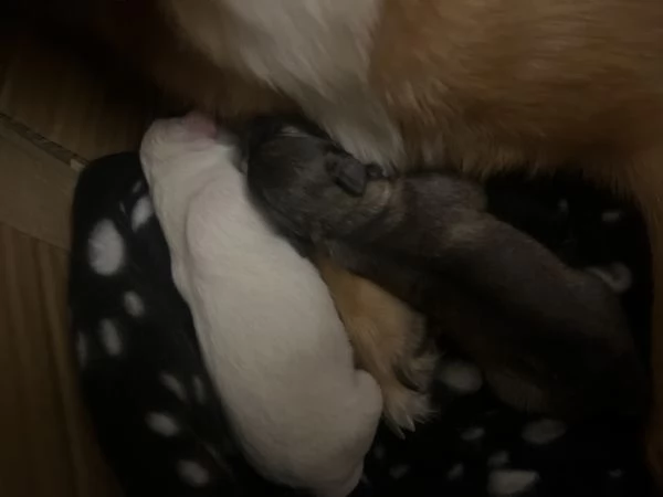 REGALO CUCCIOLI DI CANE | Foto 1