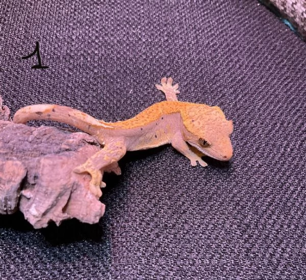 Geco Correlophus ciliatus 