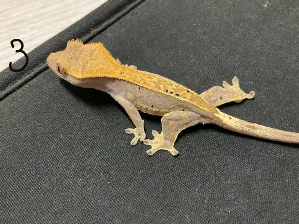 Geco Correlophus ciliatus  | Foto 6