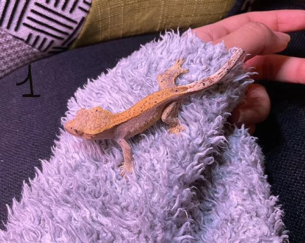 Geco Correlophus ciliatus  | Foto 5