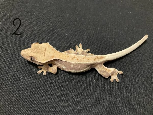 Geco Correlophus ciliatus  | Foto 4