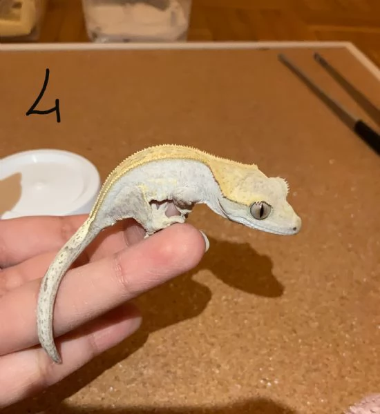 Geco Correlophus ciliatus  | Foto 3
