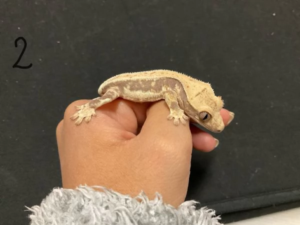 Geco Correlophus ciliatus  | Foto 2