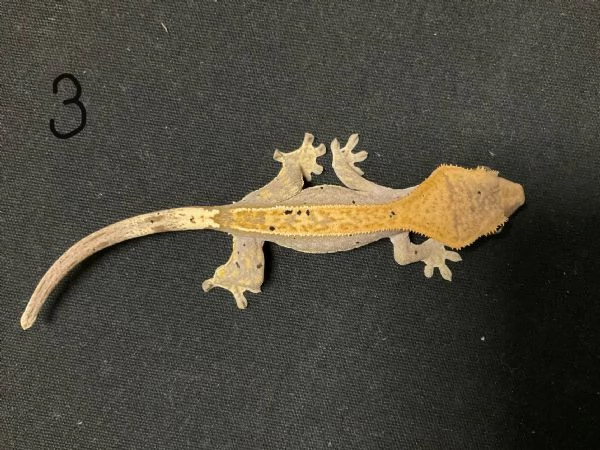 Geco Correlophus ciliatus  | Foto 1