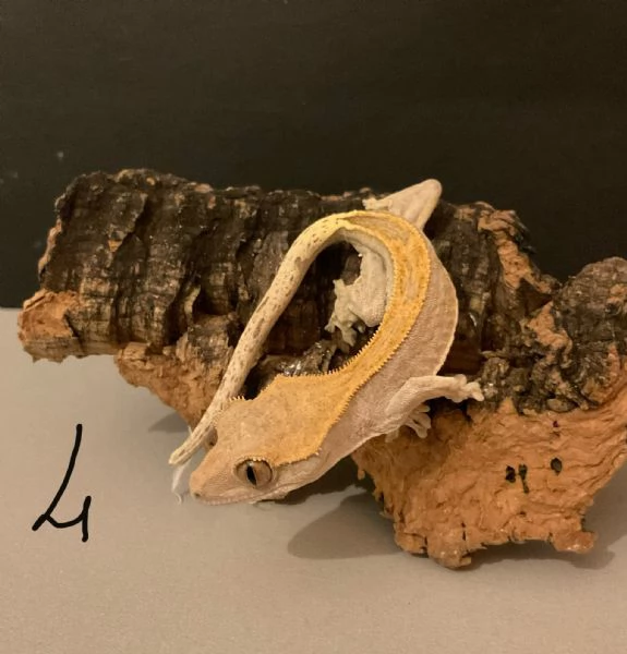 Geco Correlophus ciliatus  | Foto 0