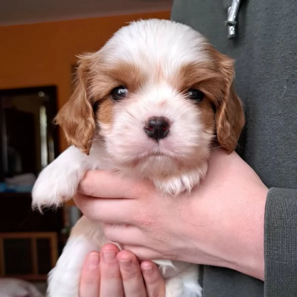 Un Cavalier King per ogni cuore | Foto 0