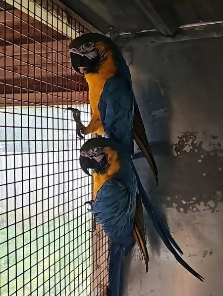 PAPPAGALLO ARA BLU E ORO PER ADOZIONE