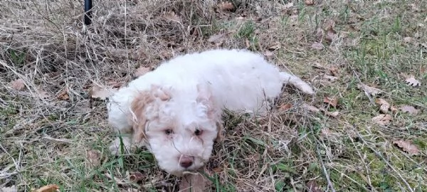 Lagotto romagnolo  | Foto 2