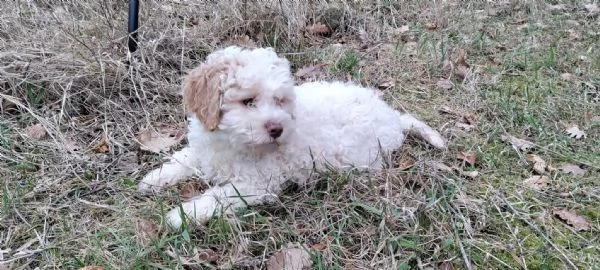Lagotto romagnolo  | Foto 1