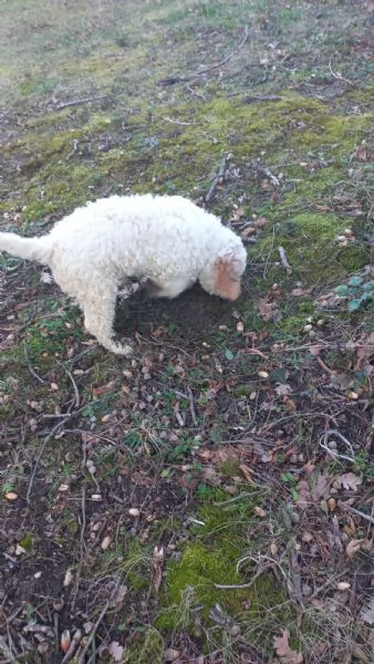 Lagotto romagnolo  | Foto 0
