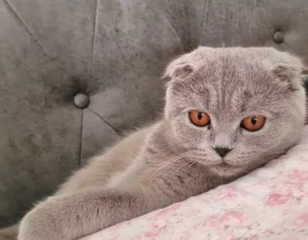 vendo gatti per amica