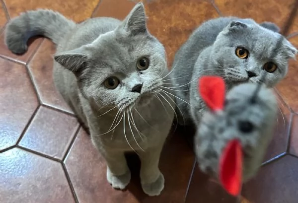 vendo gatti per amica | Foto 0