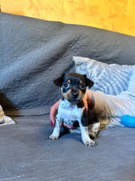 Splendidi cuccioli di Pinscher nano | Foto 6