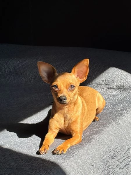 Splendidi cuccioli di Pinscher nano | Foto 5