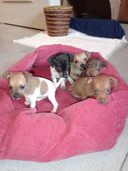 Splendidi cuccioli di Pinscher nano | Foto 4