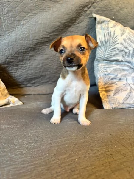 Splendidi cuccioli di Pinscher nano | Foto 3