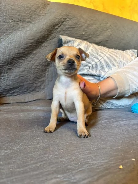 Splendidi cuccioli di Pinscher nano | Foto 2