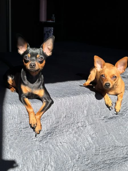 Splendidi cuccioli di Pinscher nano | Foto 1