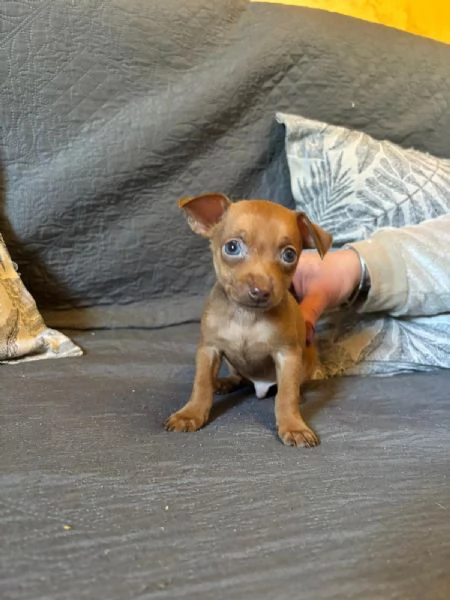 Splendidi cuccioli di Pinscher nano