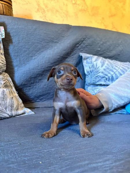 Splendidi cuccioli di Pinscher nano | Foto 0