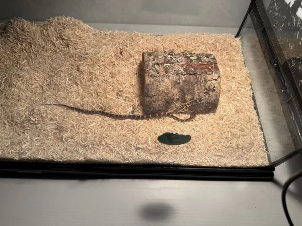 Serpente del grano  | Foto 1