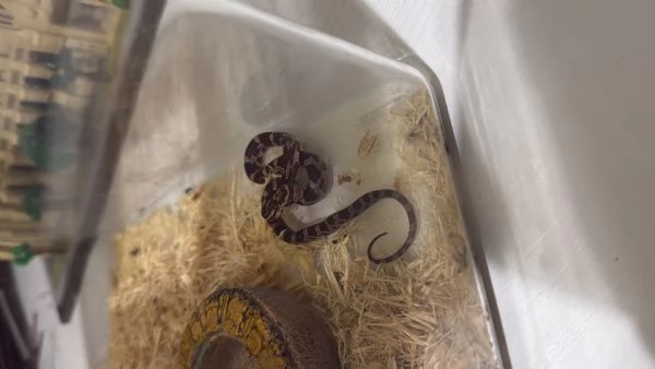 Serpente del grano  | Foto 0