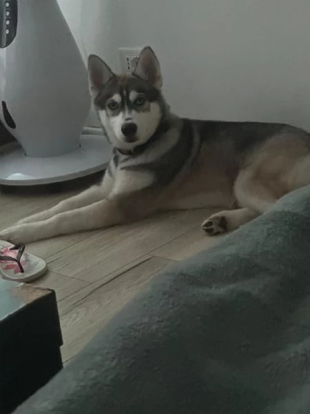 Vendo cucciola di Husky 