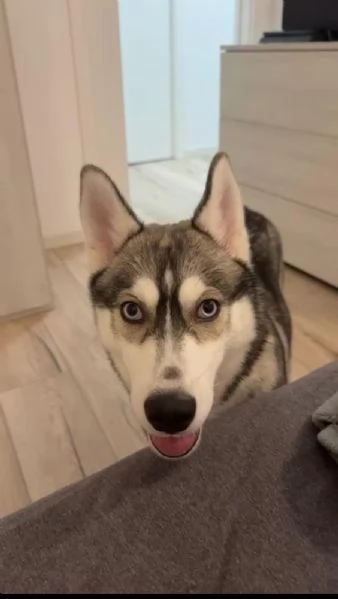 Vendo cucciola di Husky  | Foto 2