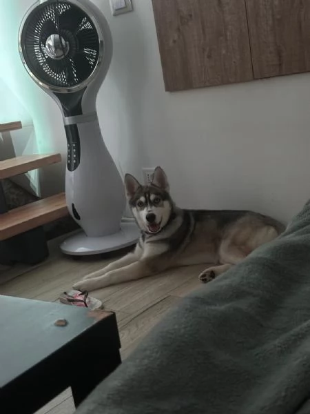 Vendo cucciola di Husky  | Foto 1