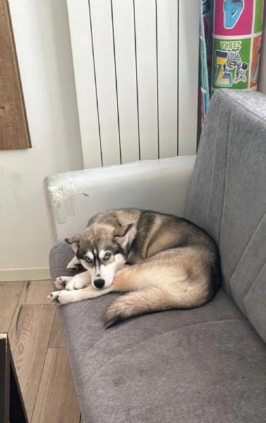 Vendo cucciola di Husky  | Foto 0