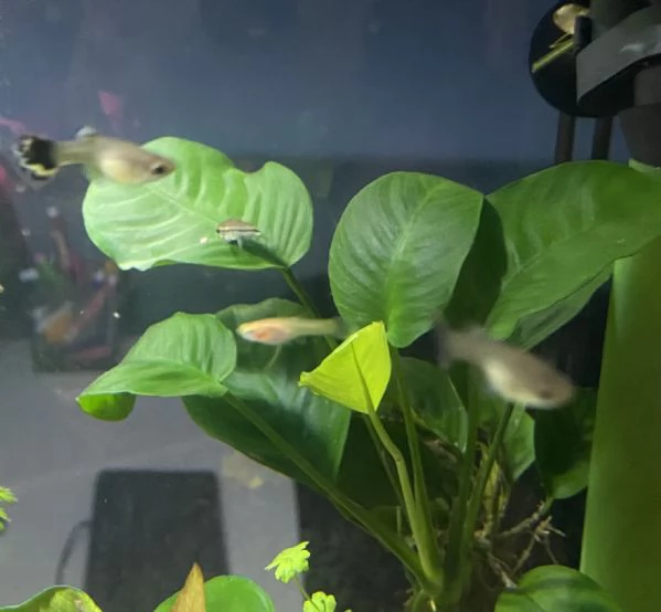 8 giovani pesci Guppy misti maschi e femmine, in regalo