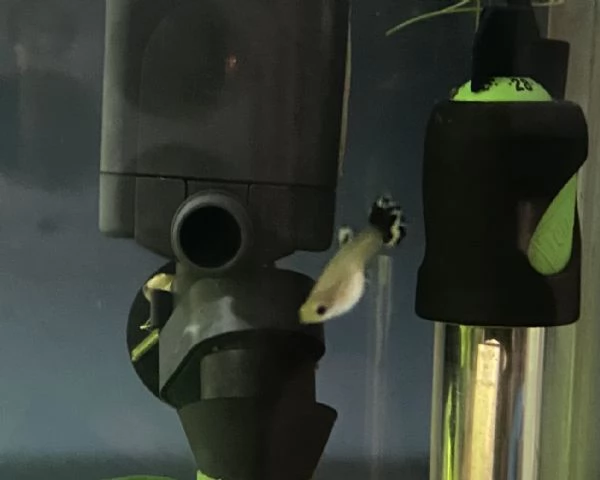 8 giovani pesci Guppy misti maschi e femmine, in regalo | Foto 0