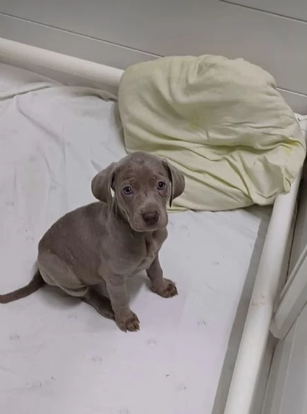 Bracco WEIMARANER con Pedigree