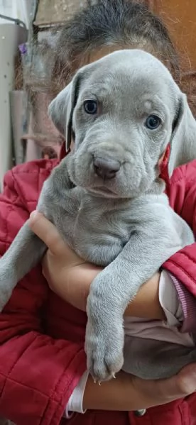 Bracco WEIMARANER con Pedigree | Foto 2