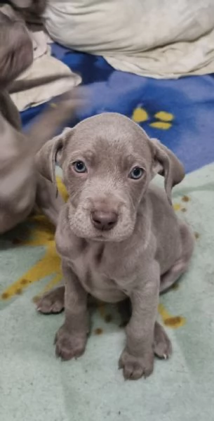 Bracco WEIMARANER con Pedigree | Foto 1