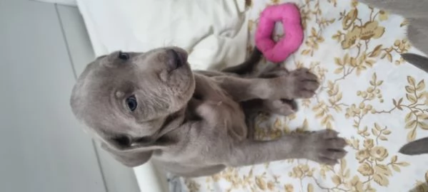 Bracco WEIMARANER con Pedigree | Foto 0