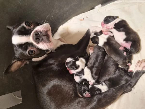 Cuccioli Boston terrier alta genealogia 
