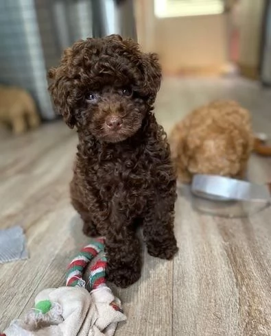 regala cuccioli di barboncino maschi e femmine | Foto 2