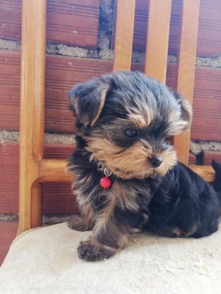 Regala cuccioli di Yorkshire maschi e femmine | Foto 2